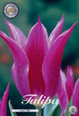 Tulp Lilac Time met 5 zakjes verpakt a 10 bollen