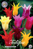 Tulp Lily Flowering Mixed met 5 zakjes verpakt a 10 bollen