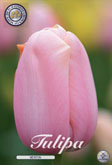 Tulp Menton met 5 zakjes verpakt a 10 bollen