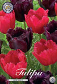 Tulp Moneymaker met 5 zakjes verpakt a 10 bollen