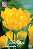 Tulp Monte Carlo met 5 zakjes verpakt a 10 bollen