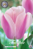 Tulp Ollioules met 5 zakjes verpakt a 10 bollen