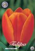 Tulp Orange Cassini met 5 zakjes verpakt a 10 bollen