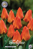 Tulp Orange Toronto met 5 zakjes verpakt a 10 bollen