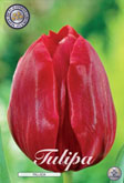 Tulp Pallada met 5 zakjes verpakt a 10 bollen