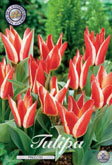 Tulp Pinocchio met 5 zakjes verpakt a 10 bollen