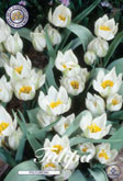Tulp Polychroma met 5 zakjes verpakt a 10 bollen