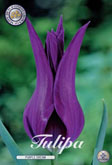 Tulp Purple Dream met 5 zakjes verpakt a 10 bollen