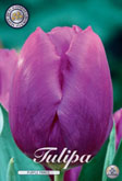Tulp Purple Prince met 5 zakjes verpakt a 10 bollen