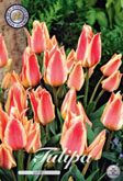 Tulp Quebec met 5 zakjes verpakt a 10 bollen