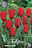 Tulp Red Hunter met 5 zakjes verpakt a 10 bollen
