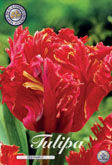 Tulp Red Parrot met 5 zakjes verpakt a 7 bollen