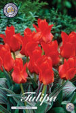 Tulp Red Riding Hood met 5 zakjes verpakt a 10 bollen