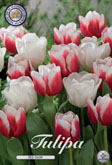 Tulp Red Snow met 5 zakjes verpakt a 10 bollen