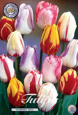 Tulp Rembrandt Mixed met 5 zakjes verpakt a 10 bollen