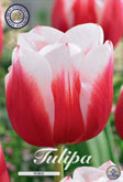Tulp Remise met 5 zakjes verpakt a 10 bollen