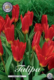 Tulp Scarlet Baby met 5 zakjes verpakt a 10 bollen