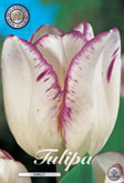 Tulp Shirley met 5 zakjes verpakt a 10 bollen