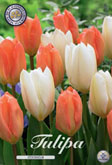 Tulp Stockholm met 5 zakjes verpakt a 10 bollen