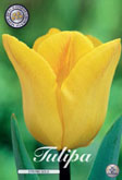 Tulp Strong Gold met 5 zakjes verpakt a 10 bollen