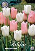 Tulp Sweet Candy met 5 zakjes verpakt a 10 bollen