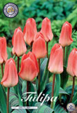 Tulp Sweet Lady met 5 zakjes verpakt a 10 bollen