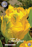 Tulp Texas Gold met 5 zakjes verpakt a 7 bollen