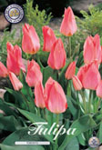 Tulp Toronto met 5 zakjes verpakt a 10 bollen