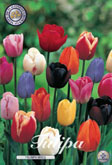 Tulp Triumph Mixed met 5 zakjes verpakt a 10 bollen