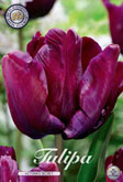 Tulp Victorias Secret met 5 zakjes verpakt a 7 bollen
