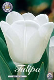 Tulp White Dream met 5 zakjes verpakt a 10 bollen