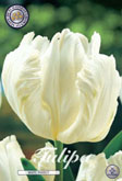 Tulp White Parrot met 5 zakjes verpakt a 7 bollen