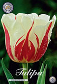 Tulp World Expression met 5 zakjes verpakt a 10 bollen