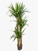 Yucca 120-90-45 180 cm