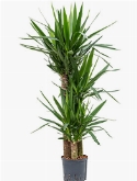 Yucca 90-60-30 140 cm