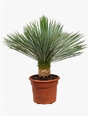 Yucca rostrata Stam 90 cm