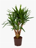 Yucca Vertakt extra 90 cm