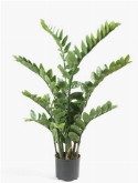 Zamioculcas Toef (220 lvs.) 16,5